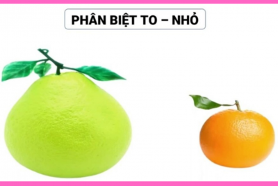 Phân biệt to nhỏ_ Nhà trẻ 24-36 tháng_ MN Đức Nhuận